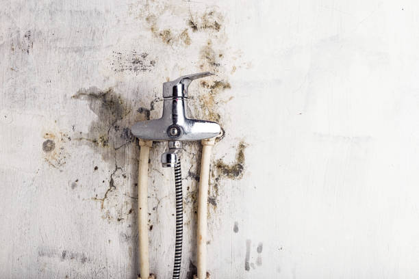 Cathcart, WA Mold Removal Company