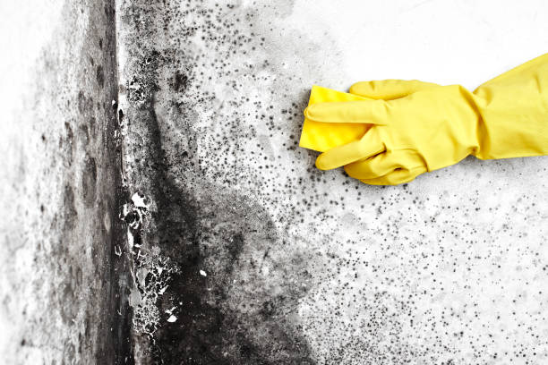 Best Crawl Space Mold Removal  in Cathcart, WA